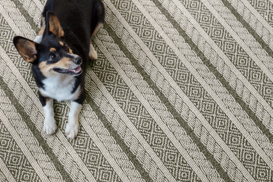 Pet friendly Carpet | Kirkland's Flooring