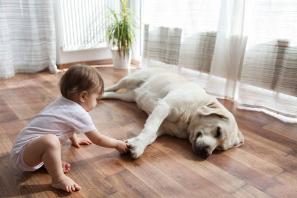 Pet friendly | Kirkland's Flooring